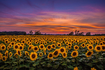 Sunset, Nature, Sunflowers, Sky, Clouds, Field HD wallpaper