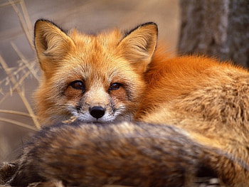 Animals, Fox HD wallpaper