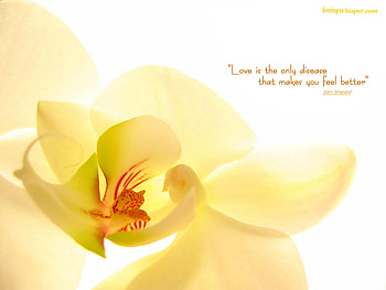 FOR YOU YELLOWFOREVER, gorgeous, beautiful, a, flower HD wallpaper
