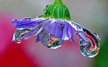 Drops, Reflection, Flower, Macro, Dew, Stem, Stalk HD wallpaper