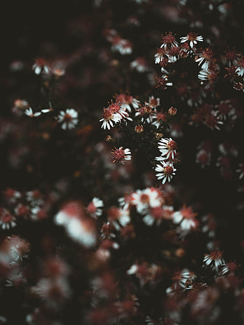 Flowers, Plant, Macro HD phone wallpaper