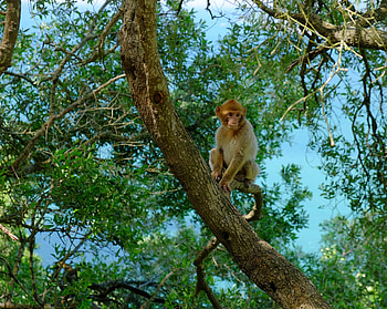 Animals, Wood, Tree, Branches, Monkey, Tropics, Marmoset HD wallpaper