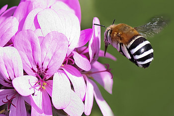 Flying zebra, bumblebee, purple, stripes, white, black, flower, zebra HD wallpaper