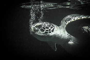 Black turtle , backgrounds HD wallpaper