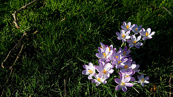 Flowers, Grass, Small HD wallpaper