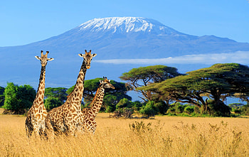 Mount Kilimanjaro, African destination, Micato Safaris, Majestic peak HD wallpaper
