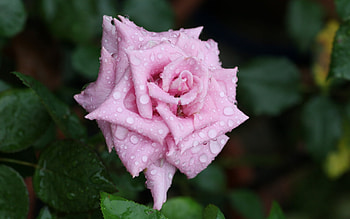 Rose, summer, pink, trandafir, nature, water, vara, macro, drops HD wallpaper