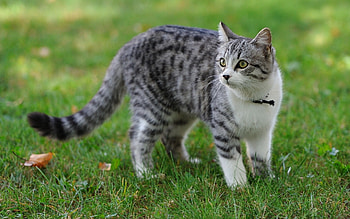 Animals, Cats HD wallpaper