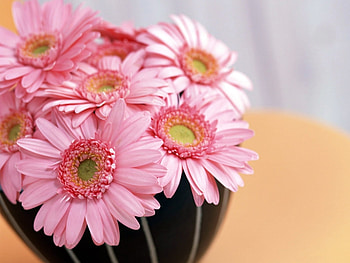 Plants, Flowers HD wallpaper