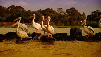 Pelicans, other, nature, birds, entertainment HD wallpaper
