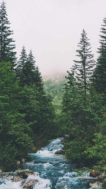 Glacier National Park, Green Forests HD phone wallpaper
