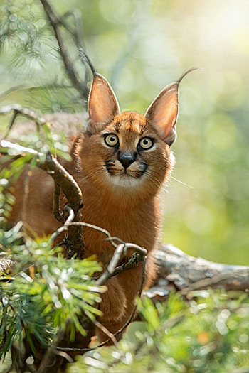 Wild cat habitat, Adorable animals, Cute caracal cub, Natural beauty HD phone wallpaper