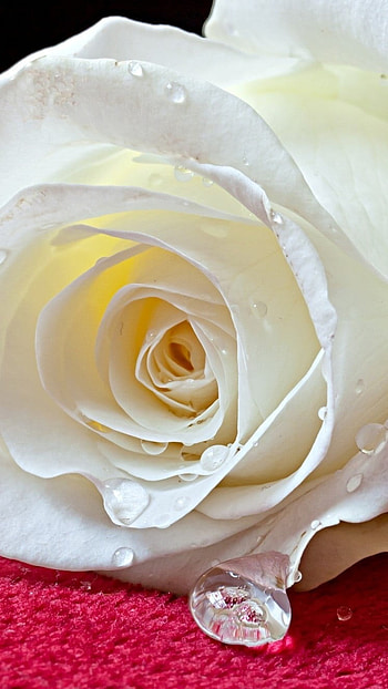 Beautiful Flowers Roses, Beautiful, White Rose HD phone wallpaper