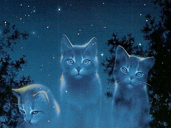 Spirit in the Sky, Warriors, Fallen, Three, Ghost, Cats HD wallpaper