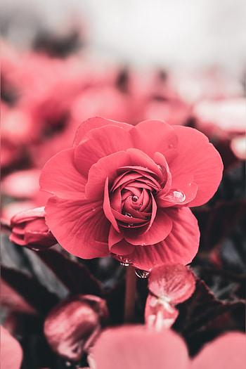 Drops, Flower, Macro, Petals, Blur, Smooth HD phone wallpaper
