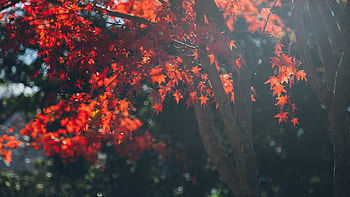Maple tree leafs, resolution, , High-quality HD wallpaper