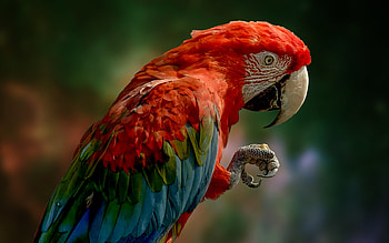 Red macaw, red parrot, tropical birds, macaw, parrots, big red parrot HD wallpaper