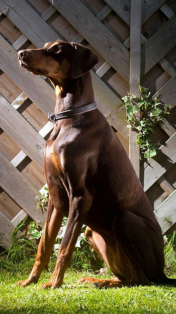 Doberman Dog, Background HD phone wallpaper
