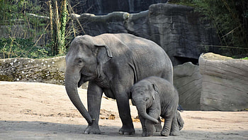 Elephant and Calf Are Walking On Sand In Forest Background Elephant HD wallpaper
