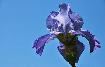 Plants, Flowers HD wallpaper