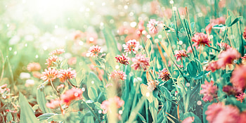 Blossom, pink-red flowers, plants HD wallpaper