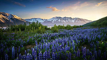 Kenai Mountains, Alaska, wildflowers, lupines, morning, landscape, mountains, usa, sunrise HD wallpaper