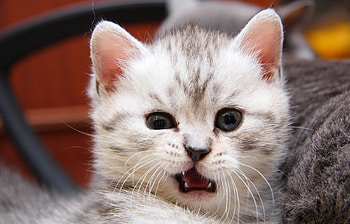 Funny, Animals, Cats HD wallpaper