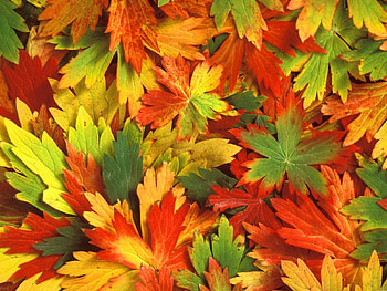 Plants, Background, Leaves HD wallpaper