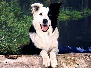 borde collie, dog, puppy, borde, collie HD wallpaper