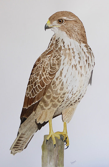 Buzzard (Animal), Common colour painting, Detailed bird drawings, Watercolor artwork HD phone wallpaper