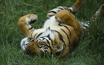 Animals, Grass, To Lie Down, Lie, Field, Tiger HD wallpaper