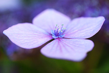 purple hydrangea, purple, hydrangea, nature, flowers, blooms HD wallpaper