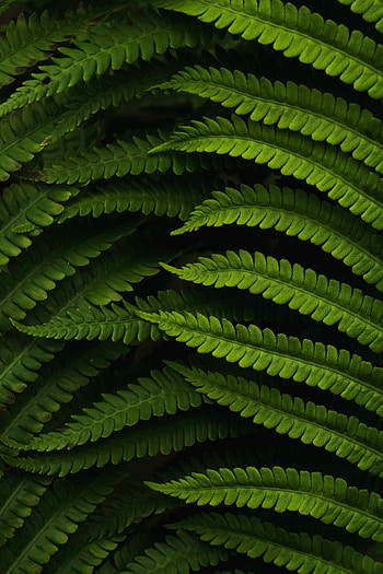Leaves, Macro, Fern HD phone wallpaper