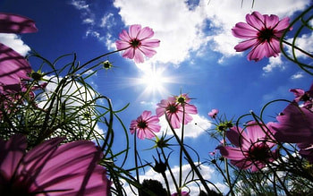 Things Are Looking Up, purple, sky, flowers HD wallpaper