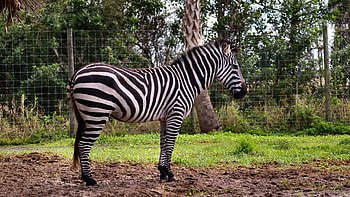 Zebra Equine, animal, wide screen, wildlife, graphy, beautiful, , zebra HD wallpaper