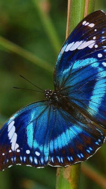 Butterfly, Blue Butterfly HD phone wallpaper