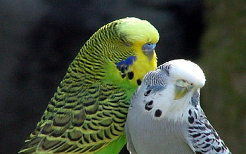 A Pair Of Beautiful Budggies, Pair, Of, Beautiful, Budggies, A HD wallpaper