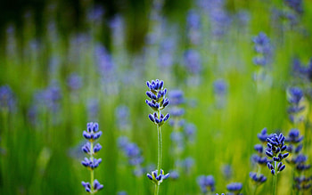 Macro, Blur, Smooth, Field, Lavender HD wallpaper