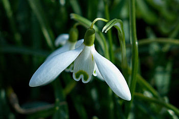 Snowdrop, close up HD wallpaper