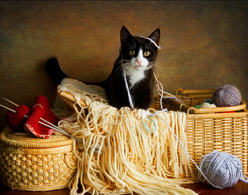 Still life, basket, animals, cat, yarn HD wallpaper