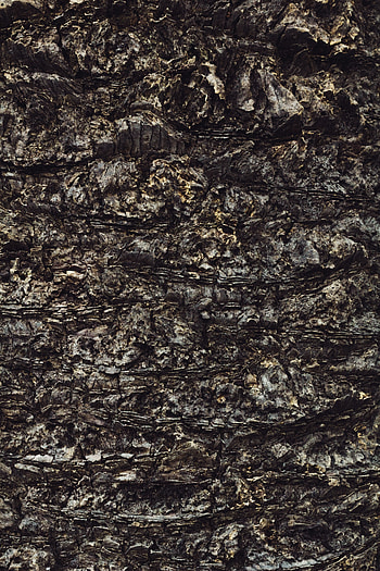 Wood, Tree, Texture, Textures, Bark, Trunk HD phone wallpaper