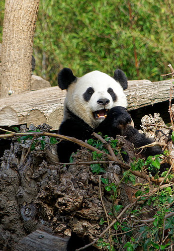 Funny, Animals, Bear, Animal, Panda HD phone wallpaper