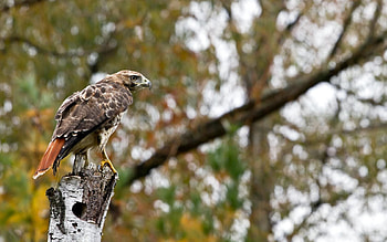 Animals, Bird, Wood, Sit, Tree, Blur, Smooth, Predator, Wings, Eagle HD wallpaper