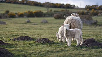 Lamb in ultra , Perfect for TV, , Ultrawide s, Laptops, Tablets, and Smarts HD wallpaper