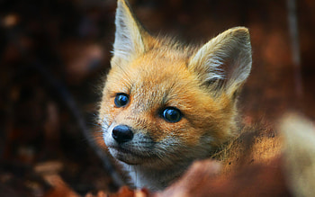Cute Fox Cub, fox, cub, animals HD wallpaper