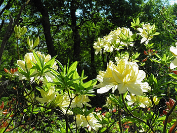Plants, Landscape HD wallpaper