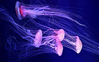 Stunning jellyfish, wonders, marvels, Jellyfish HD wallpaper