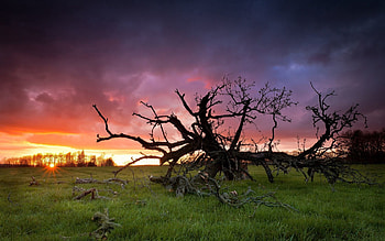 Nature, Sunset, Grass, Sun, Wood, Tree, Branches, Branch, Dead HD wallpaper