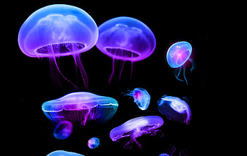 jellyfish , Oceanic wonders, Underwater delights, Jellyfish beauty HD wallpaper