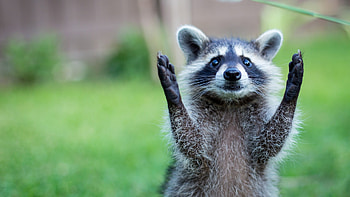 Animal: Full Animals Backgrounds HD wallpaper